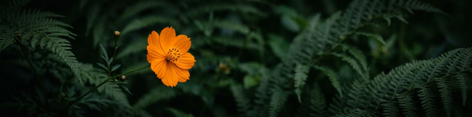 Une fleur orange parmi des fougères sombres, image générée pour la page